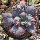 Echeveria 'Linguas' 4"-5” Cutting Succulent Plant