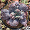 Echeveria 'Linguas' 4"-5” Cutting Succulent Plant