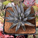 Echeveria 'Unguiculata' 2" Succulent Plant