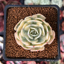 Echeveria 'Compton Carousel' 1" Succulent Plant