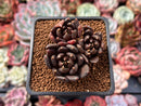 Echeveria 'Blackbird' 1"-2" Cluster Succulent Plant