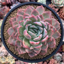 Echeveria sp. 5" Succulent Plant