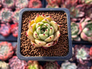 Echeveria Agavoides 'Super Beauty' 1" Succulent Plant