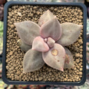 Echeveria 'Xichuensis' 2"-3" (Blemished) Succulent Plant