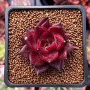 Echeveria Agavoides 'Pentera' 1" Succulent Plant