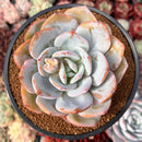 Echeveria 'Cream Tea' 4" Powdery Succulent Plant