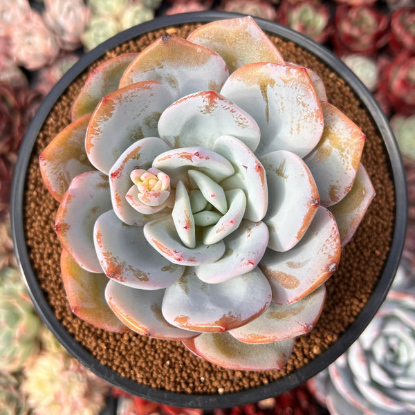 succulent leaves for sale Echeveria 'Cream Tea' 4" Powdery Succulent Plant – True Succulents Plant Co