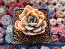 Graptoveria 'Grand Palace' Variegated 2"-3" Succulent Plant