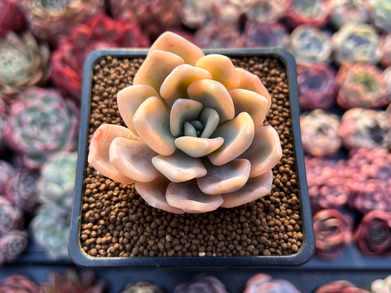 Graptoveria 'Grand Palace' Variegated 2"-3" Succulent Plant