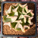 Echeveria 'Black Hawk' 2" Succulent Plant
