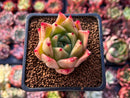 Echeveria Agavoides 'Ilya' 1" Succulent Plant