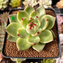 Echeveria Agavoides 'Blue Dragon' 2" Succulent Plant