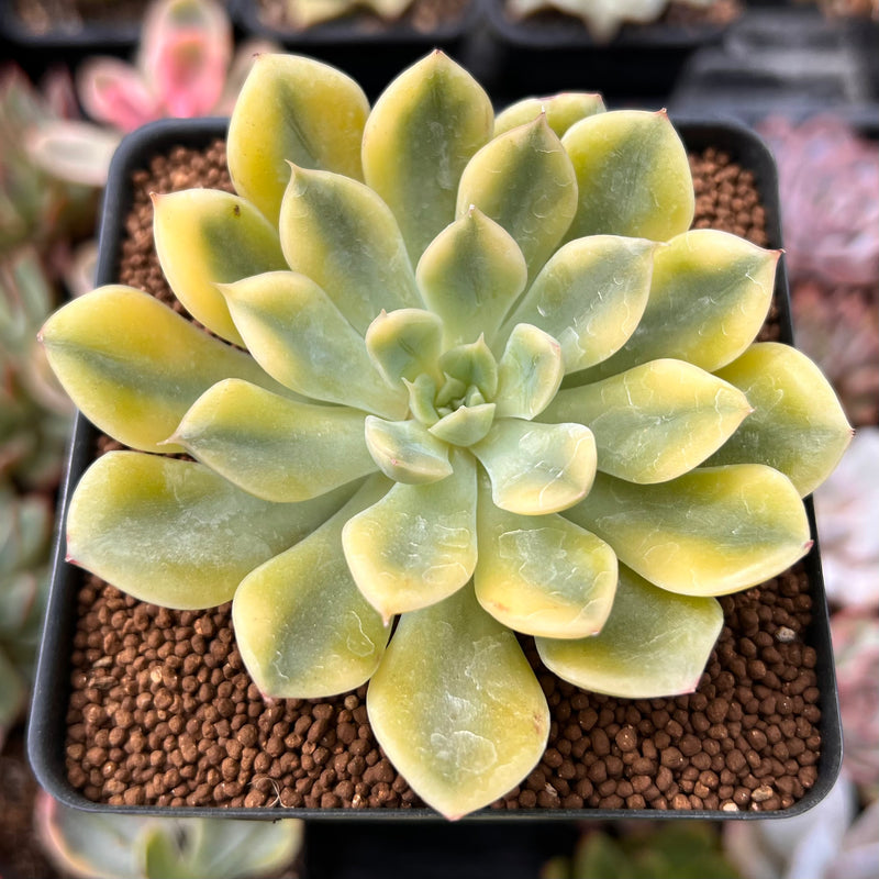 variegated leaf succulent Echeveria 'Moon Fairy' Variegated 2" Succulent Plant – True Succulents Plant Co