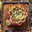 Echeveria Agavoides 'Sarabony' 1"-2" Succulent Plant