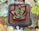 Echeveria Agavoides 'Jelly Cassiopeia' 1" Succulent Plant