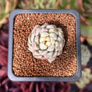 Echeveria 'Mebina' Variegated 1" Succulent Plant