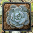 Echeveria 'Japanese Seongyoung' 2" Succulent Plant