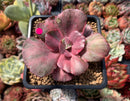 Echeveria 'Suyon Frill' Variegated 2"-3" Succulent Plant