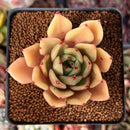 Echeveria Agavoides 'Chou' 2"-3" Succulent Plant