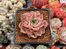 Echeveria 'High Red' ('Red Ebony' x 'Helena' Hybrid) 1"-2" New Hybrid Succulent Plant
