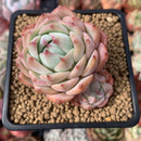 Echeveria 'Prism' 2" Succulent Plant