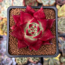 Echeveria Agavoides 'Luming' 2" Succulent Plant