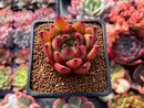 Echeveria Agavoides 'Colesman' 2" Succulent Plant