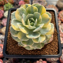 Echeveria 'Bluette' Variegated 3" Succulent Plant