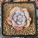 Echeveria 'Orange Monroe' 1" Succulent Plant