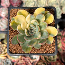 Echeveria 'Pulidonis' Variegated 2" Succulent Plant