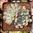 Echeveria 'Revolution' 2" Cluster Succulent Plant