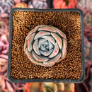 Echeveria 'Winter Flower' 1" Succulent Plant