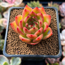 Echeveria Agavoides 'Chalstone' 2" Succulent Plant