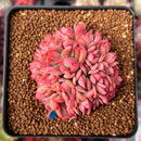 Echeveria 'Luella' Crested 2" Succulent Plant