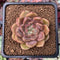 Echeveria 'Herbion' 2" New Hybrid Succulent Plant