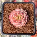 Echeveria 'Kircheriana' 1" Succulent Plant