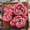 Echeveria 'Hermione' 3" Cluster Succulent Plant