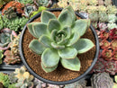 Echeveria 'White Champaign' 4" Succulent Plant