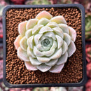 Echeveria 'Hughmillus' 2" Succulent Plant
