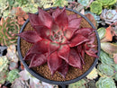 Echeveria Agavoides 'Luming' 5" Large Succulent Plant
