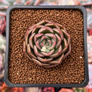 Echeveria sp. 1"-2" Succulent Plant