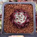 Echeveria 'Sarahime' 1" Succulent Plant