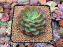 Echeveria 'Pink Top' 3" Succulent Plant