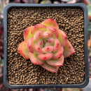 Echeveria Agavoides 'Chalstone' 1" Succulent Plant