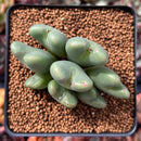 Conophytum 'Bilobum' Cluster 2"-3" Succulent Plant