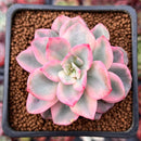 Echeveria 'Pink Harin' Variegated 2" Succulent Plant