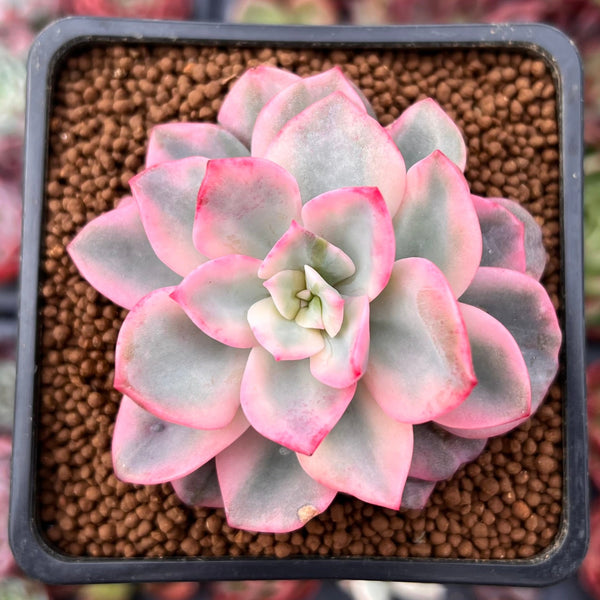 Echeveria 'Pink Harin' Variegated 2