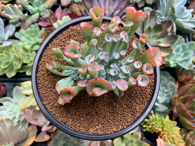 trumpet pinky succulent Echeveria 'Trumpet Pinky' 3"-4" Succulent Plant