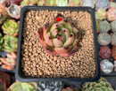 Echeveria Agavoides 'Shurin' 3" Succulent Plant