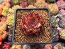 Echeveria Agavoides 'Arcane' 1" Succulent Plant